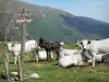 Кузеранс - Дорожный знак, указывающий направление перевала Розы и пика Джирантес, осла и коров на пастбище и гор Верхний Кузеран в региональном природном парке Арьеж Пиренеи