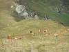 Кузеранс - Стадо коров летом (горное пастбище); в региональном природном парке Арьеж Пиренеи