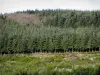 Лионские горы - Деревья (лес) и кустарники