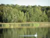 Озеро Мадин - Региональный природный парк Лотарингии - Лебедь, плавающий по водам озера, и поросший деревьями берег