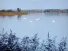 Озеро Мадин - Региональный природный парк Лотарингии - дикие птицы на озере
