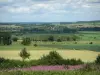 Пейзажи Арденн - Вид на пейзаж Арденн с места форта Вилли-ла-Ферте, полевые цветы на переднем плане