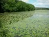 Пейзажи Арденн - Водяные лилии на озере Байрон и деревья у кромки воды