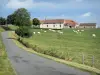 Пейзажи Бургундии - Коровы Шароле на пастбище и ферме на краю небольшой проселочной дороги
