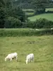 Пейзажи Бургундии - Шароле коровы на лугу
