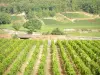 Пейзажи Золотого Берега - Виноградник Кот-де-Бон : виноградники Сантене