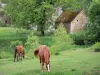 Пейзажи Корреза - Две лошади на лугу