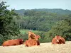 Пейзажи Корреза - Лимузенские коровы на пастбище на опушке леса