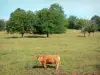 Пейзажи Корреза - Лимузин корова на лугу с деревьями