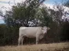 Пейзажи Луары - Корова шароле