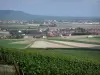 Пейзажи Марны - Виноградные лозы шампанского на переднем плане, деревни и поля