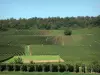 Пейзажи Марны - Виноградник Шампани: участки винограда и деревьев