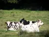 Пейзажи Нормандии - Нормандские коровы на лугу