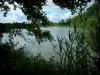 Пейзажи Оби - Ветви деревьев, растительность и тростник на переднем плане, пруд Болотный парк, лес и облака в небе (Региональный природный парк Ориент-Форест)