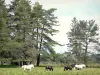 Поднос - Региональный природный парк Миллевах в Лимузене: лошади на лугу, усаженные деревьями