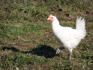 Птица Брессе - Курица бресс с белым оперением, голубыми ножками и красным гребнем
