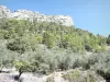 Региональный природный парк Баронских Провансальцев - Каменная стена, обсаженная деревьями, в ущелье Ubrieux