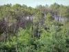 Региональный природный парк Ланд-де-Гасконь - Ландский лес