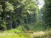 Региональный природный парк Нормандия-Мэн - Экувес Форест (деревья)