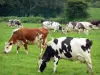 Региональный природный парк Нормандия-Мэн - Коровы на лугу