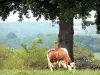 Региональный природный парк Нормандия-Мэн - Корова и дерево на лугу