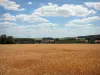 Региональный природный парк французского Вексена - Пшеничное поле
