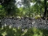 Региональный природный парк Causses du Quercy - Сухая каменная стена, трава и деревья