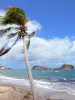 Святой Марии - Вид острова Сент-Мари и Атлантического океана с кокосовой пальмой на переднем плане
