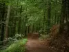 Северные Вогезы - Дорожка в лесу (Региональный природный парк Вогез-дю-Нор)