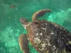Сен-Лей - Келония Центр: морская черепаха