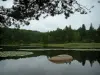 Сидобре - Ветви дерева на переднем плане, озеро Мерль с камнем (блок) и водяные лилии, тростник и деревья леса отражаются в водах (Региональный природный парк Верх-Лангедок)