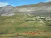 Трумус Цирк - Стадо коров, пастбищ, тропинка, ведущая к бельведеру статуи Богородицы и горам цирка, образующим стену (вал); в Пиренейском национальном парке