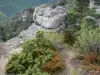 Хаос Монпелье-ле-Вьё - Доломитовые скалы в окружении растительности