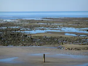 Цветочный берег - Пляж Виллервиль и скалы во время отлива, морские птицы и море (Ла Манча)