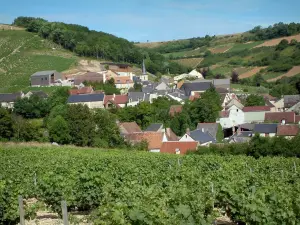 Шавиньоль - Виноградники, дома и церковь села, деревья и холмы