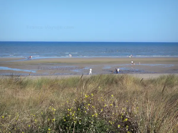 Юта Бич - D-Day beach: пляж Юты с оятами и полевыми цветами на переднем плане
