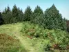 アリエージュの風景 - Portelのサミット：道、木とシダ。アリエージュピレネー地域自然公園内