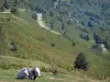 アリエージュの風景 - 牛は牧草地と山の道で横になっています。アリエージュピレネー地域自然公園内