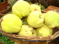 オルティアン コティニャック 美食 ヴァカンス ガイド オルティアン コティニャック 美食 ヴァカンス ガイド