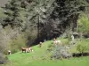 オートロワールの風景 - 木々に囲まれた牧草地の牛