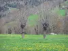 オートロワールの風景 - 開花草原の木