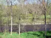オートロワールの風景 - Alagnon Valley：Alagnon川と水の端にある木