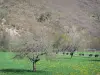 オートロワールの風景 - 開花草原の木