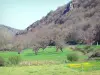 オートロワールの風景 - アラグノン渓谷：並木の牧草地
