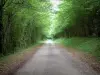 オート・ソーヌの風景 - 木々に囲まれた道路（森林）