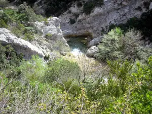 ガラマスの峡谷 - 植物が並ぶアグリ川