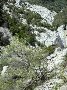 ガラマスの峡谷 - 岩壁と植生