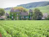 コート-ド-ボーヌのブドウ畑 - コンマレーヌの城とポマールのブドウ畑