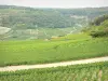 コート-ド-ボーヌのブドウ畑 - ブドウ園の畑の眺め