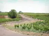 コート-ド-ボーヌのブドウ畑 - ポマールのブドウ畑を横断する小さな道